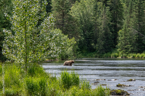 Coastal brown bear (Ursus arctos) icrossing the Russian River, Alaska