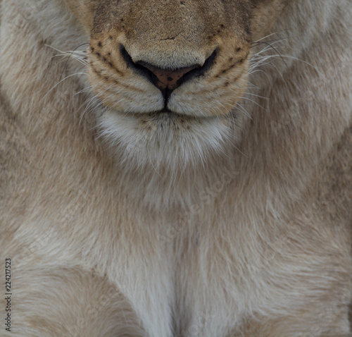 Close up of the lower face of female lion (Panthera leo) taken in the Greater Kruger, South Africa