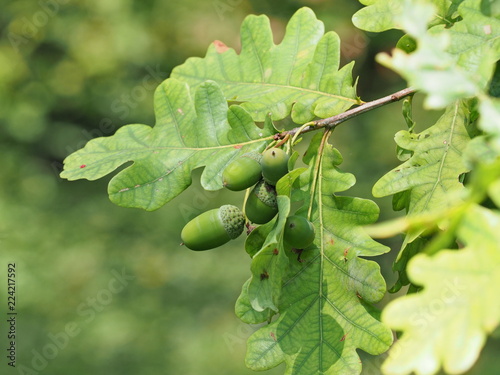 Konstfotografi Stieleiche, Blätter und Frucht - Pedunculate oak, leaves and acorns