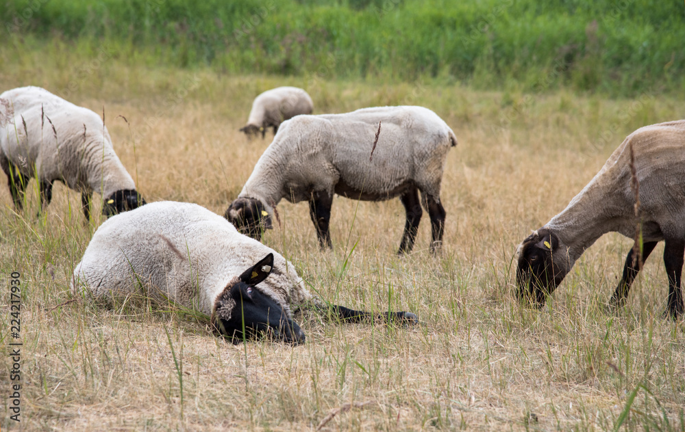 Liegendes Schaf mit starrem Blick Liegendes Schaf mit starrem Blick