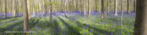 Bluebells