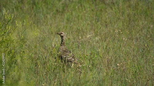 Sharp-tailed Grouse in grass. photo