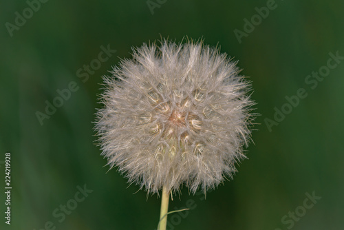 Fototapeta Naklejka Na Ścianę i Meble -  beautiful air dandelion close up