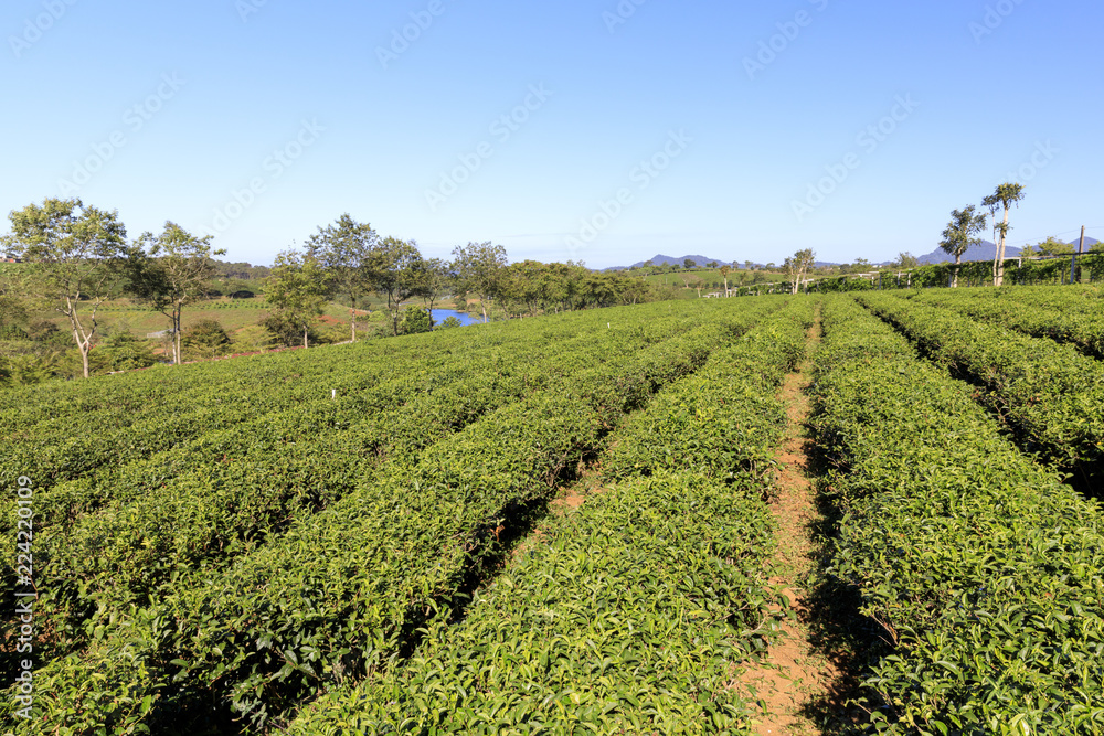 Tam Chau Tea plantation with green tea bushes in Bao Lam , Vietnam