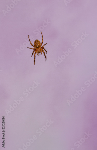 Garden Cross Spider - Araneus diadematus