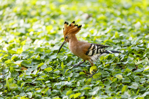 Closeup of hoopoe bird on a grass