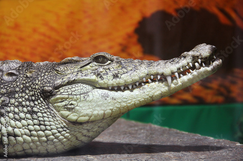  Crocodile close-up. Aligator