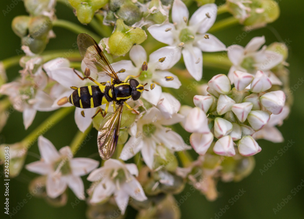 Xanthogramma pedissequum hoverfly Xanthogramma pedissequum hoverfly