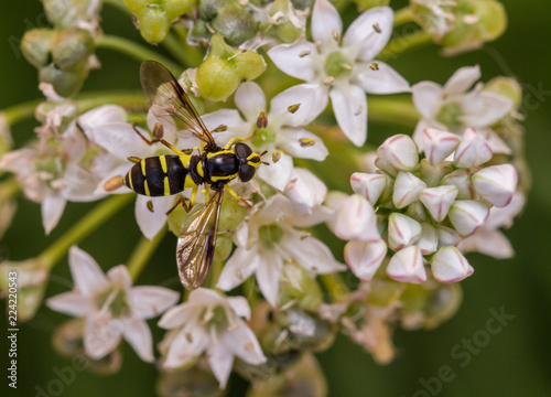 Xanthogramma pedissequum hoverfly photo