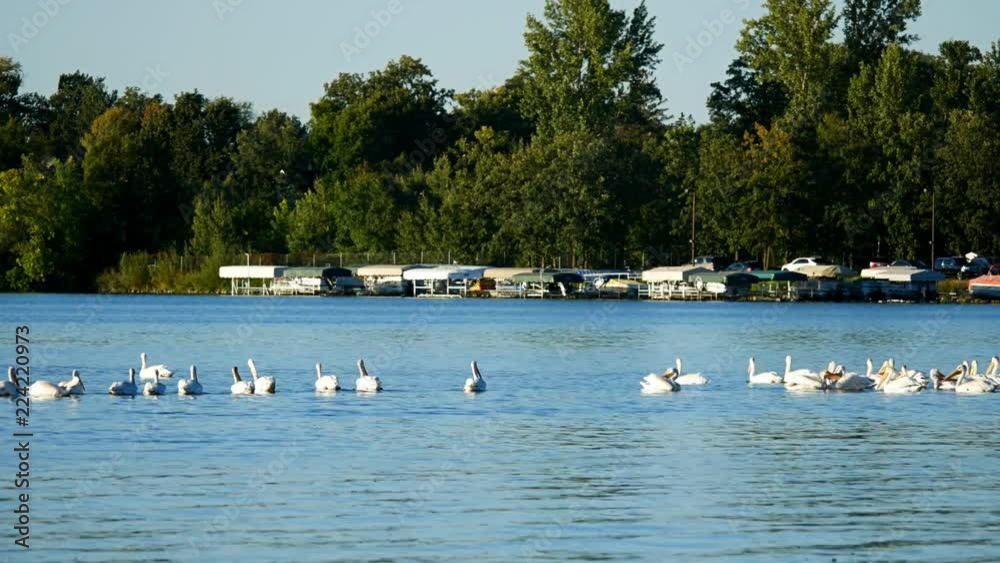 Flock of American White Pelicans on Lake Irving in Bemidji Minnesota Flock of American White Pelicans on Lake Irving in Bemidji Minnesota