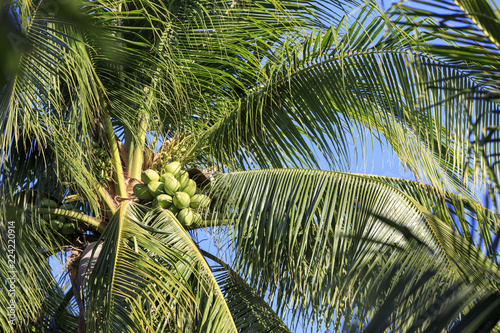 Green palm tree with many coconuts