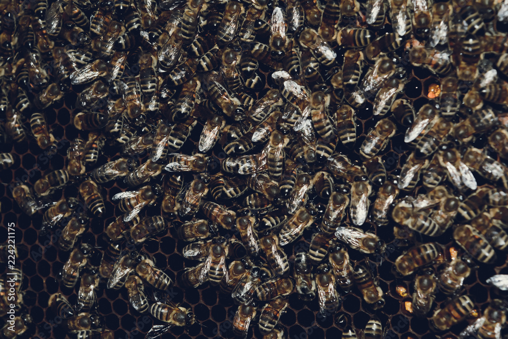 Пчелы сидят на сотах. 4