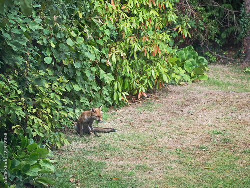 London UK  urban fox  feral  in garden  under hedge.