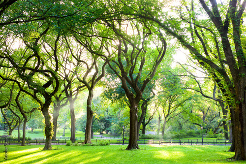 Sunbeams through American Elms in Central Park, New York photo