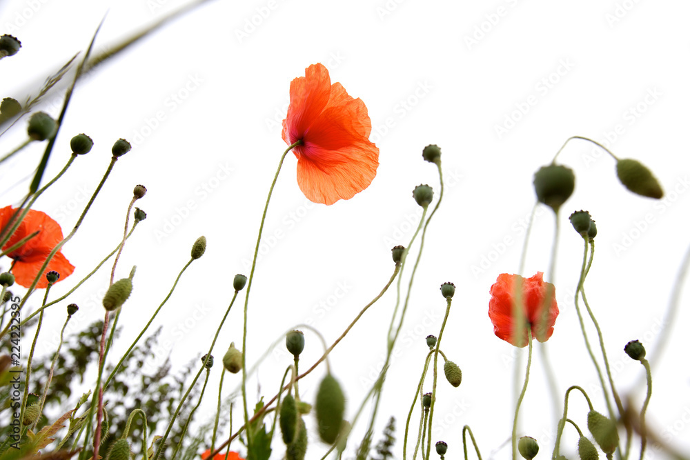 Naklejka premium Wild poppies in a field