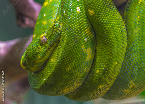 Green Tree Python (Morelia Viridis) 