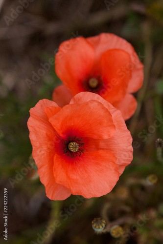 close up of two beautiful wild poppies in a field