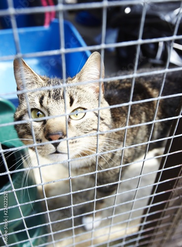 Cat in cage shelter waiting to be rehomed