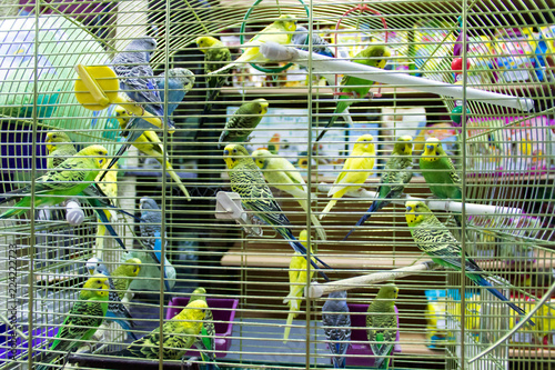 Wavy parrots in the hutch photo