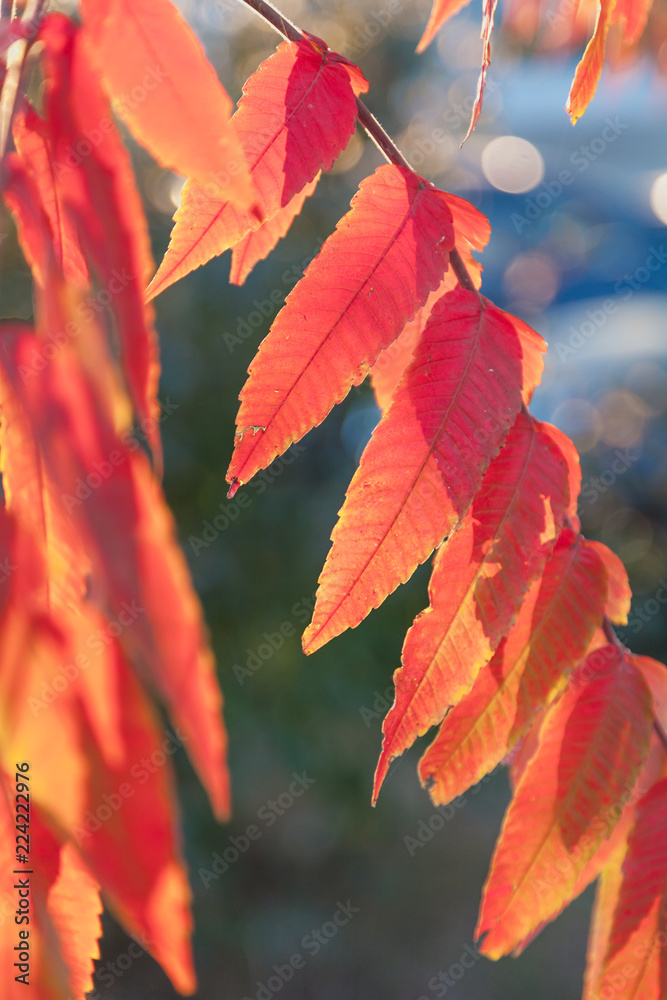 Branch of sumach plant with red leaves close up Branch of sumach plant with red leaves close up