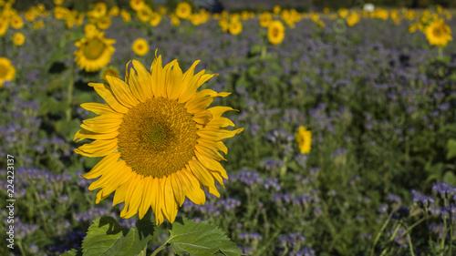 Sonnenblume