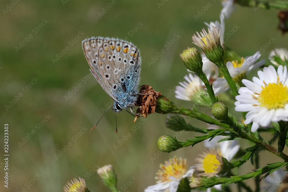 Obraz premium Geißklee-Bläuling - Stockfoto