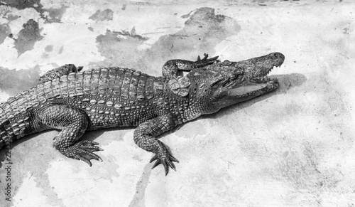 Crocodiles at pool side on concrete floor
