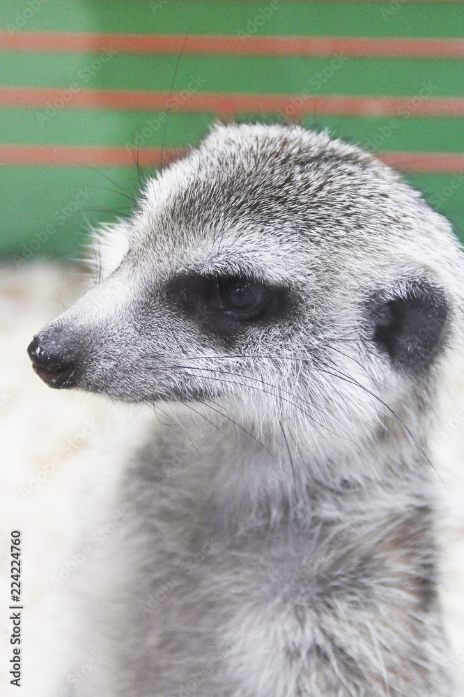 Surikat close-up. Suricata suricatta Surikat close-up. Suricata suricatta