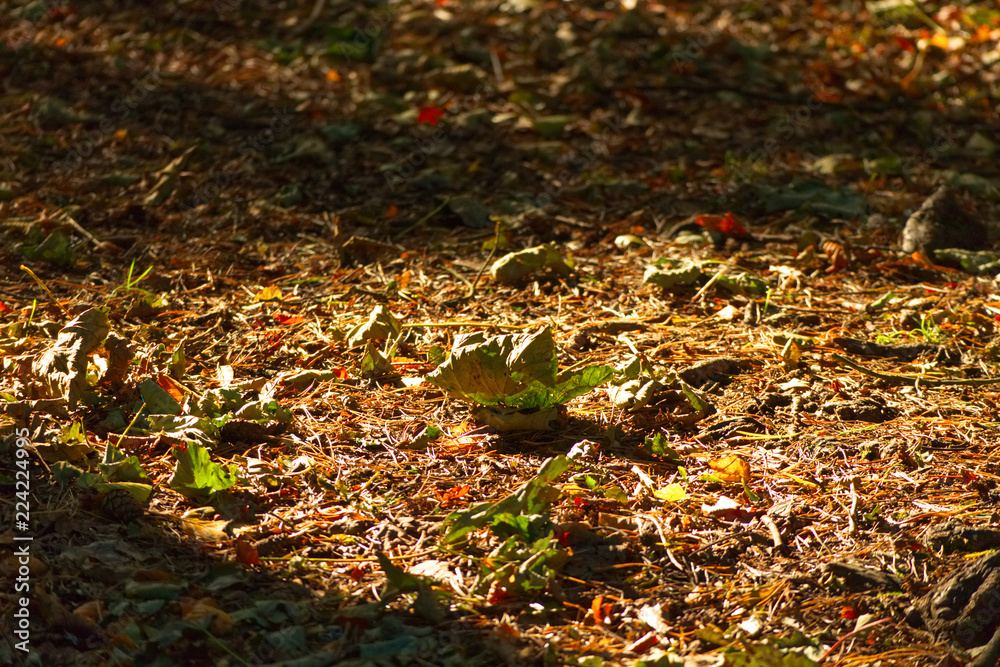 A photo of leaves and pine needles fallen on the ground on a footpath on the forest floor A photo of leaves and pine needles fallen on the ground on a footpath on the forest floor