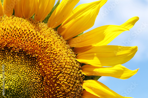 Fototapeta Naklejka Na Ścianę i Meble -  close view of a blooming golden sunflower
