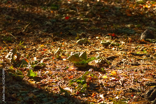 A photo of leaves and pine needles fallen on the ground on a footpath on the forest floor