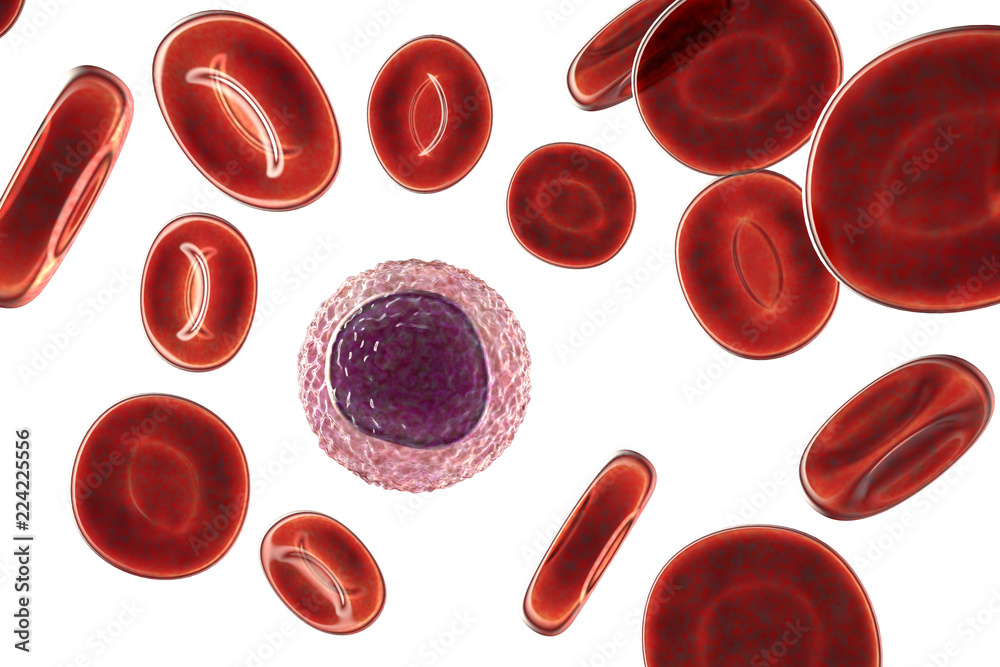 Lymphocyte surrounded by red blood cells isolated on white background ...