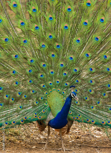 Peacock dancing with open feathers