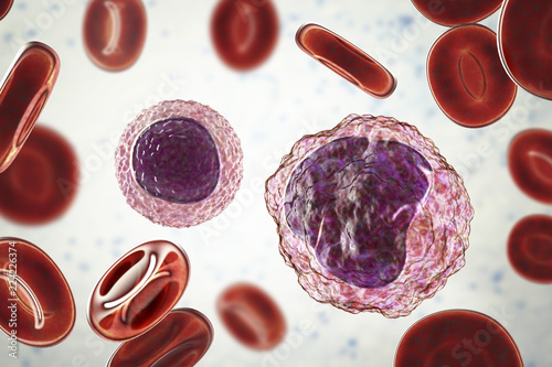 Tableau sur toile Lymphocyte (left) and monocyte (right) surrounded by red blood cells, 3D illustr