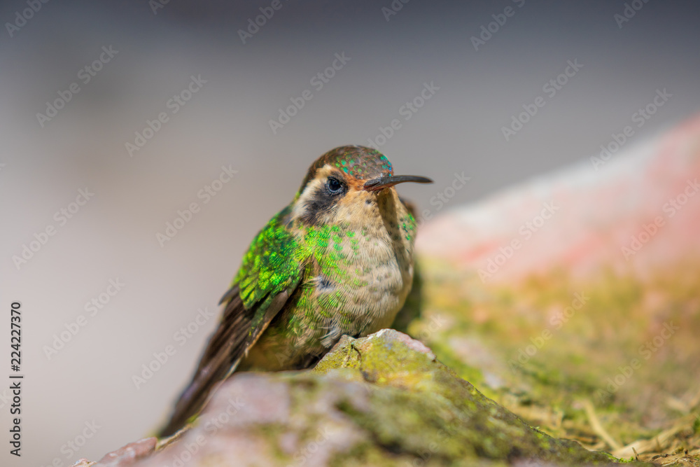 Fototapeta premium Hummingbird