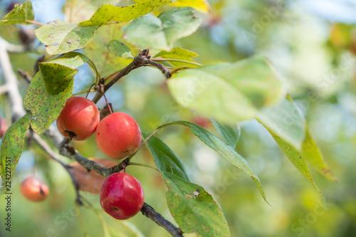 Red apples on tree branch in an orchard photo