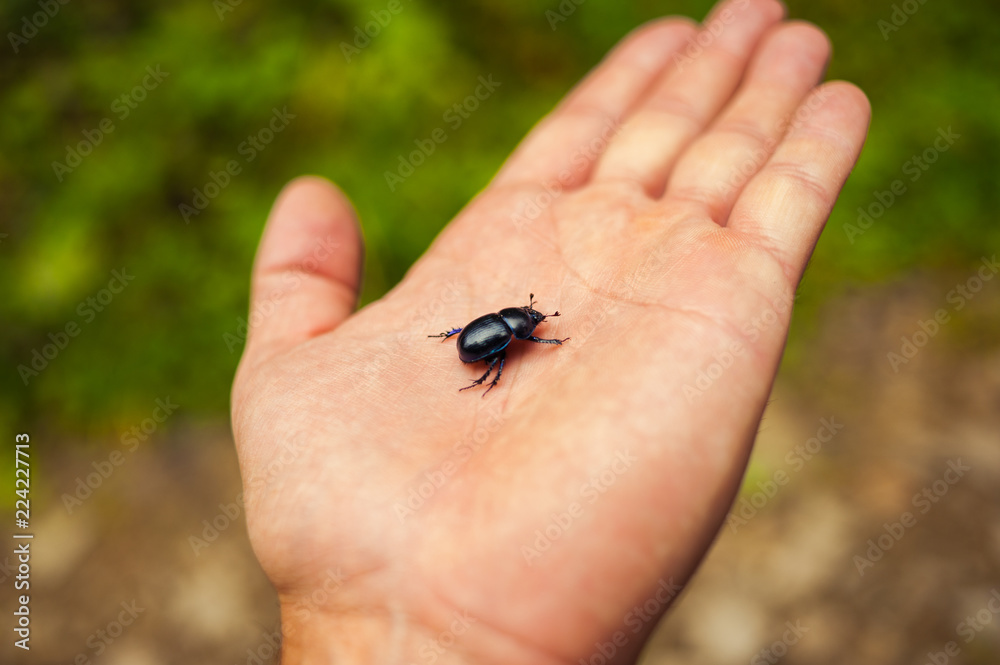 dor-beetle