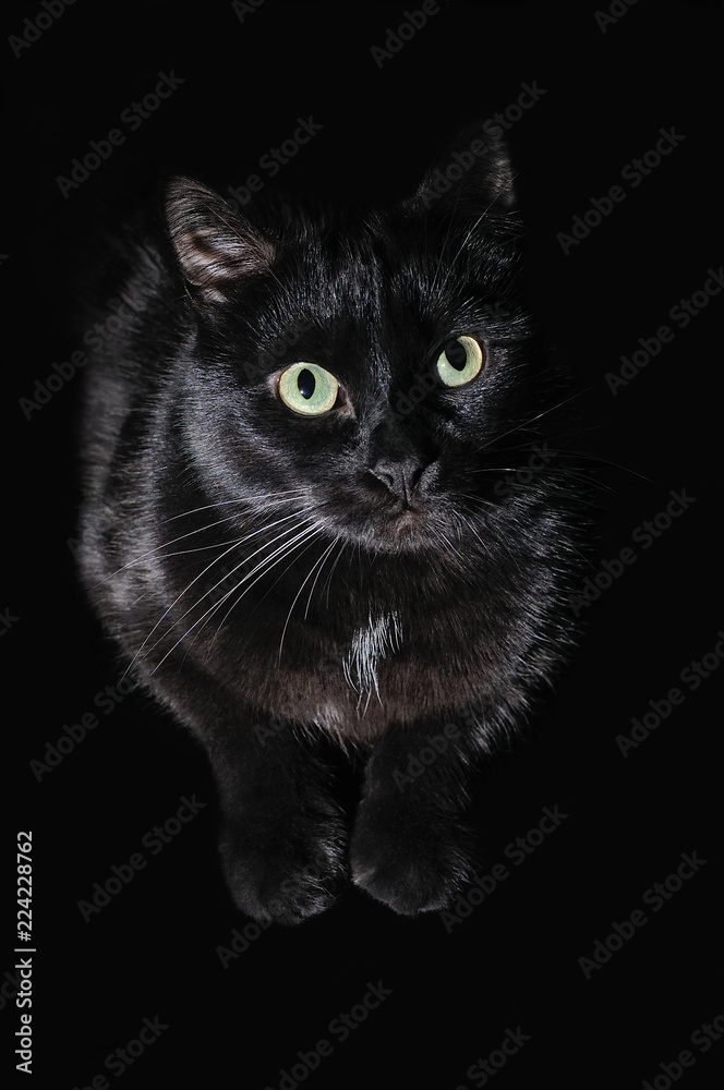 Portrait of a domestic black cat on a black background