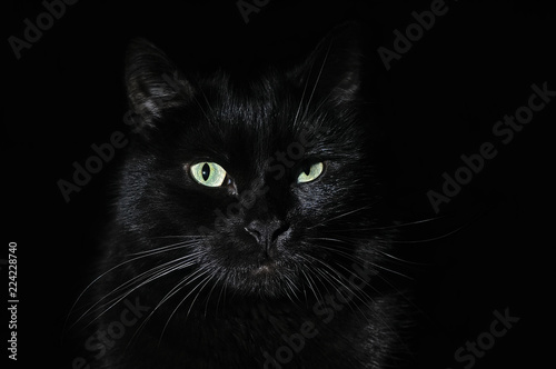 Beautiful young black cat on a black background