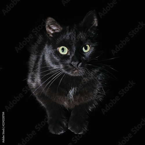 Postcard for Halloween: portrait of a black cat