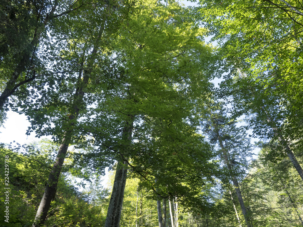 Fototapeta premium En forêt. Sous la cime des arbres.