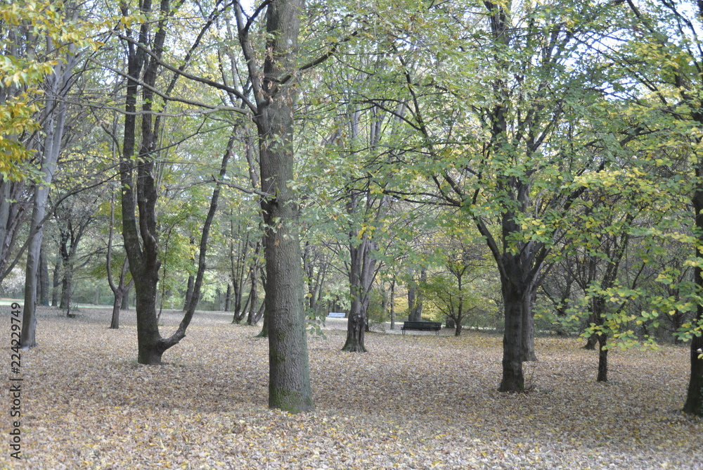 Naklejka premium AUTUNNO 