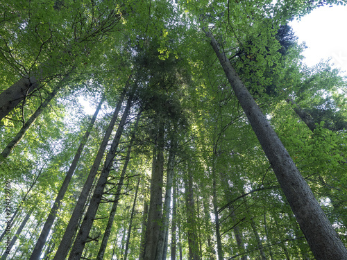 En for  t. Sous la cime des arbres.