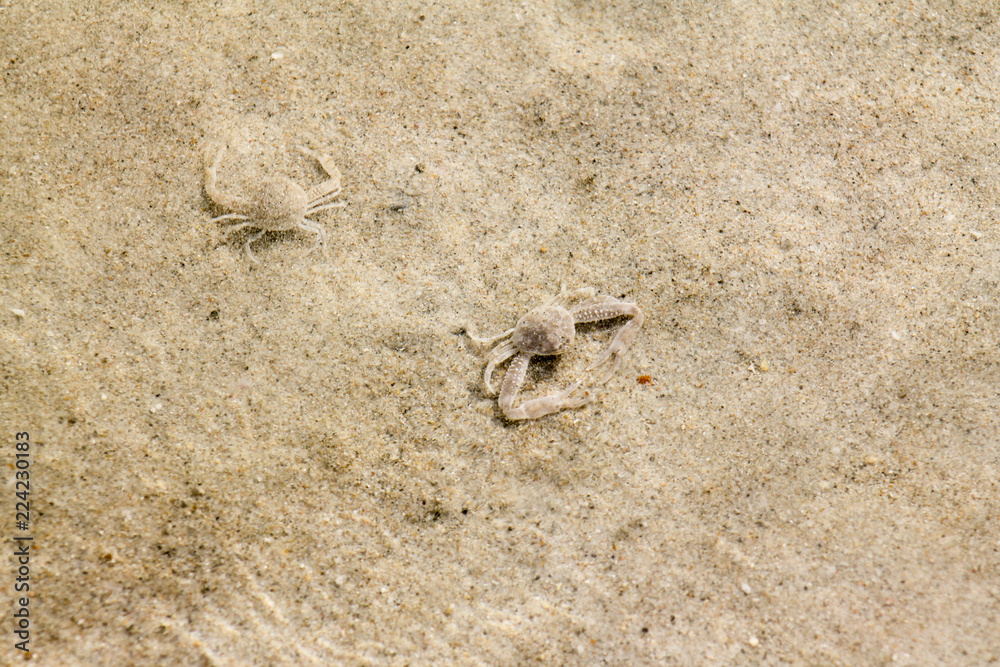 crab crab