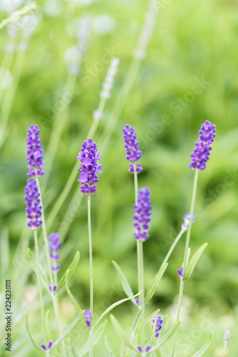 Lavender flower head close up. Bright green natural background. 