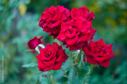 Heads of red roses in the garden