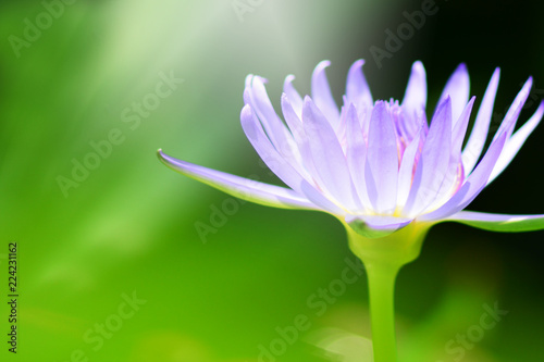 Lotus flower and green blurred nature background.