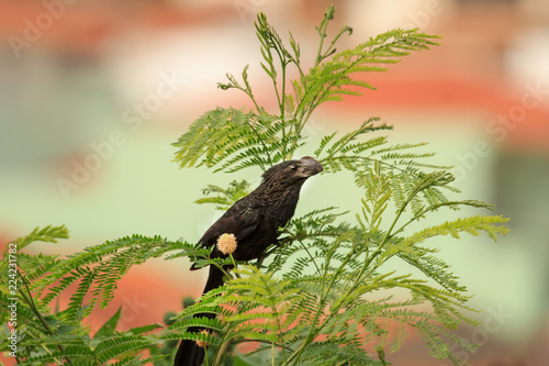 Smooth-billed Ani
