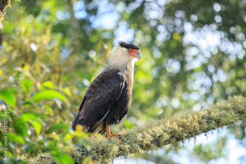 Southern Caracara