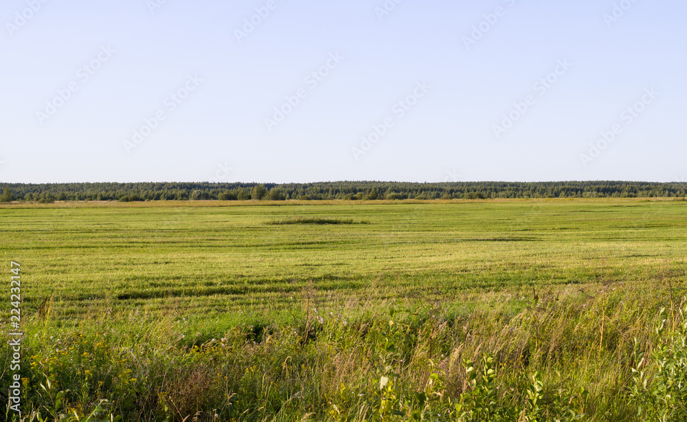 plain with green grass at summer. background. nature.